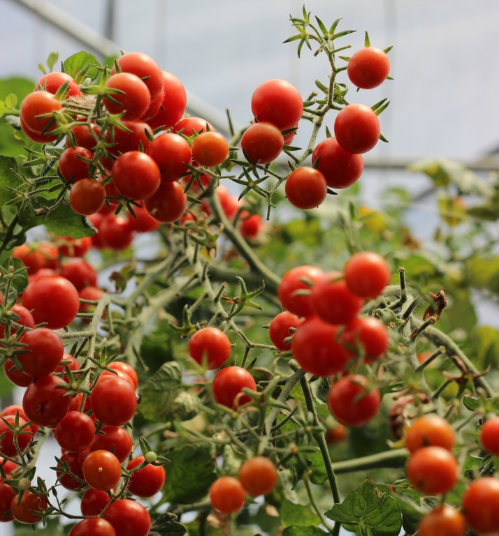 tomates cerises grappes hydroponie