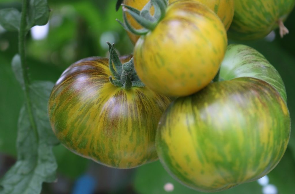 Pourquoi la tomate pourrait pousser plusieurs années de suite au potager