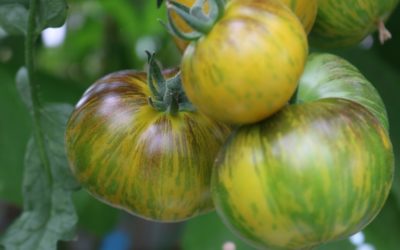 Pourquoi la tomate pourrait pousser plusieurs années de suite au potager
