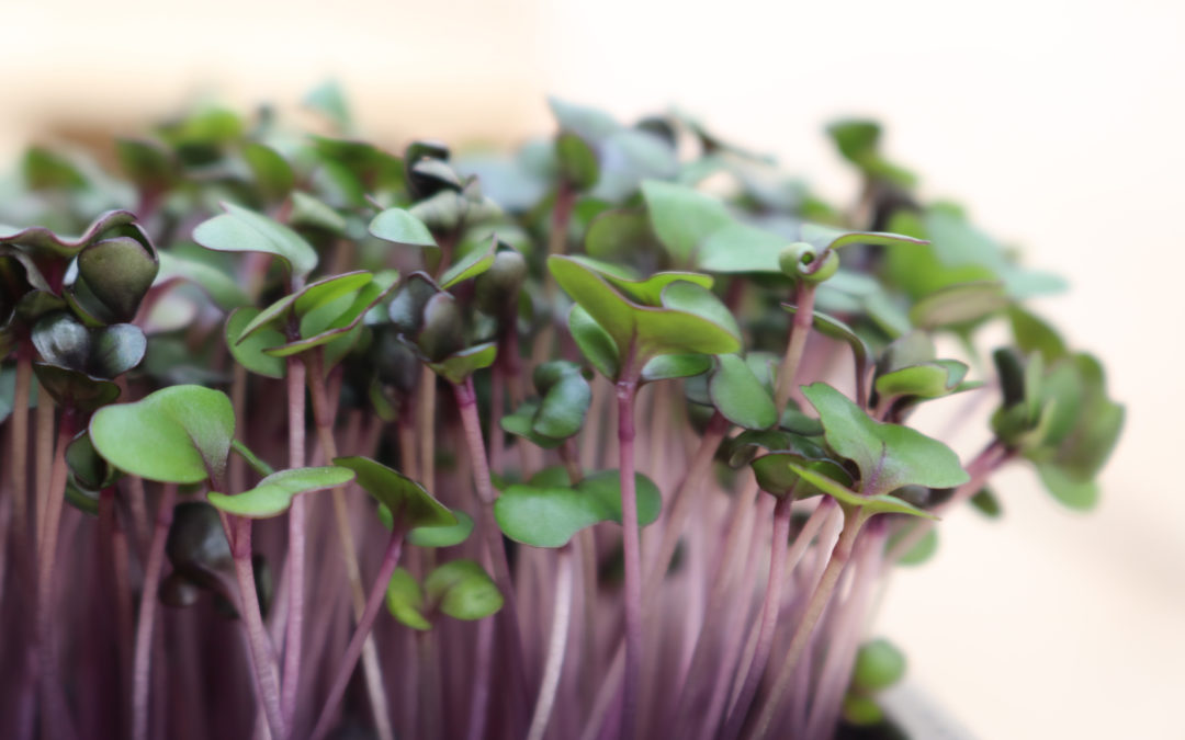 Learn how to grow microgreens
