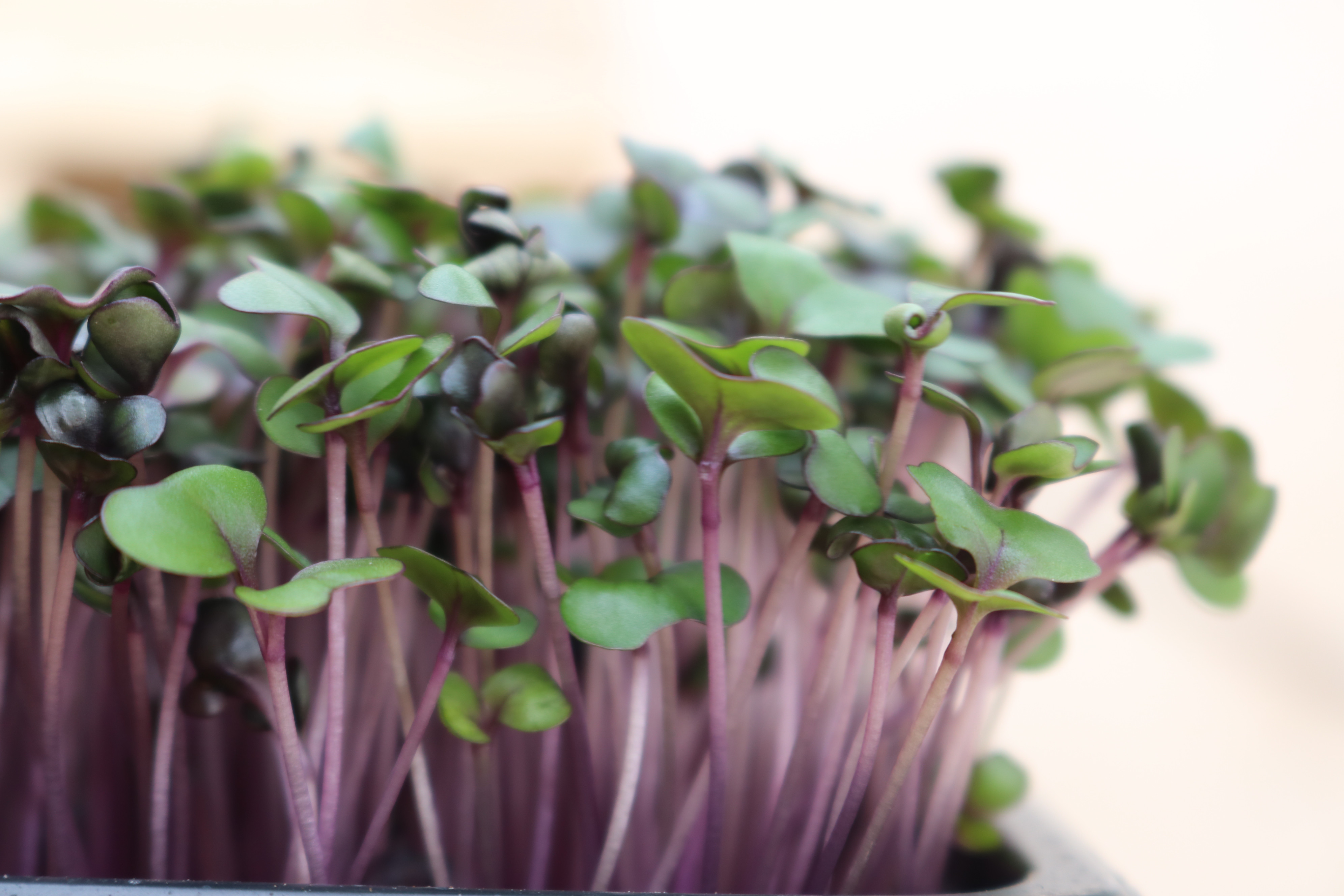 Microgreens greenhouse