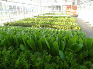 lettuce at Urban Farmers