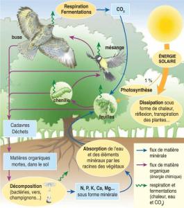 ecosystem explaination