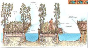 schéma-chinampas schema of the chinampas