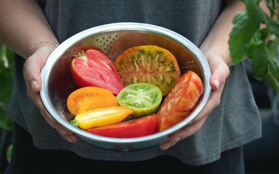 Comment tailler ses tomates pour produire plus ?
