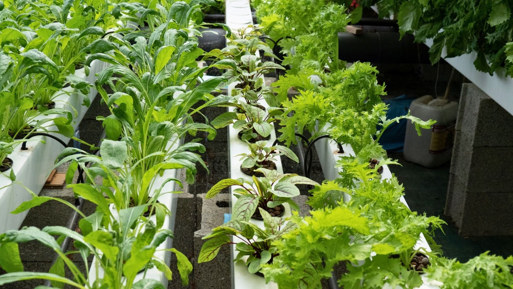 La culture de salade en hydroponie se développe