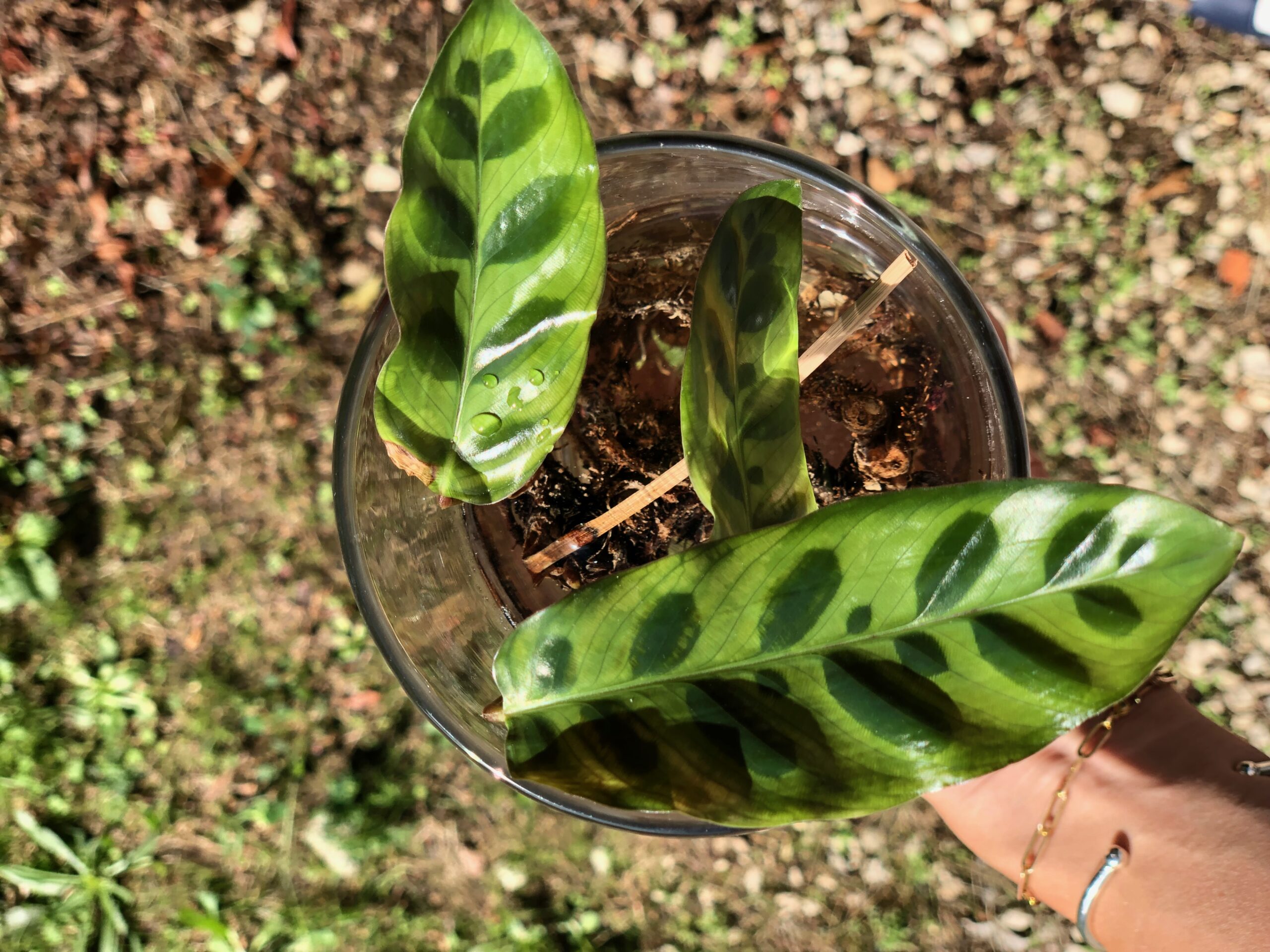 Plantes d'intérieur faciles à bouturer : la Calathea