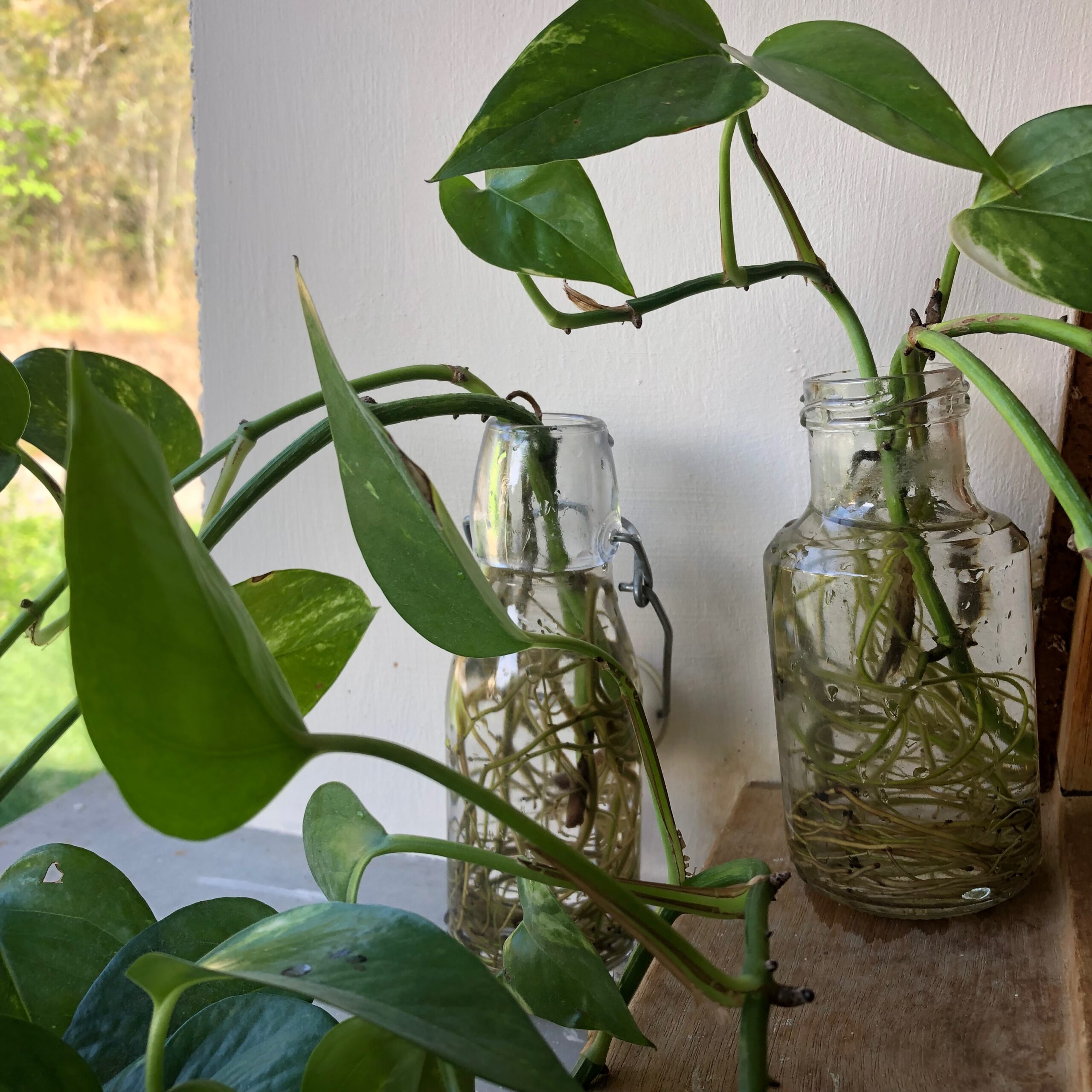 Plantes d'intérieur faciles à bouturer : le Pothos