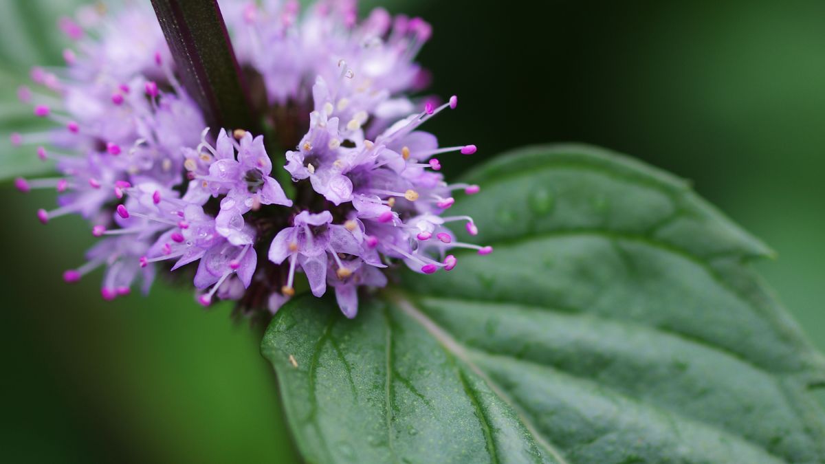 fleurs de menthe comestibles