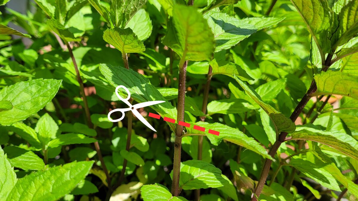 tuto menthe couper au dessus de nœuds