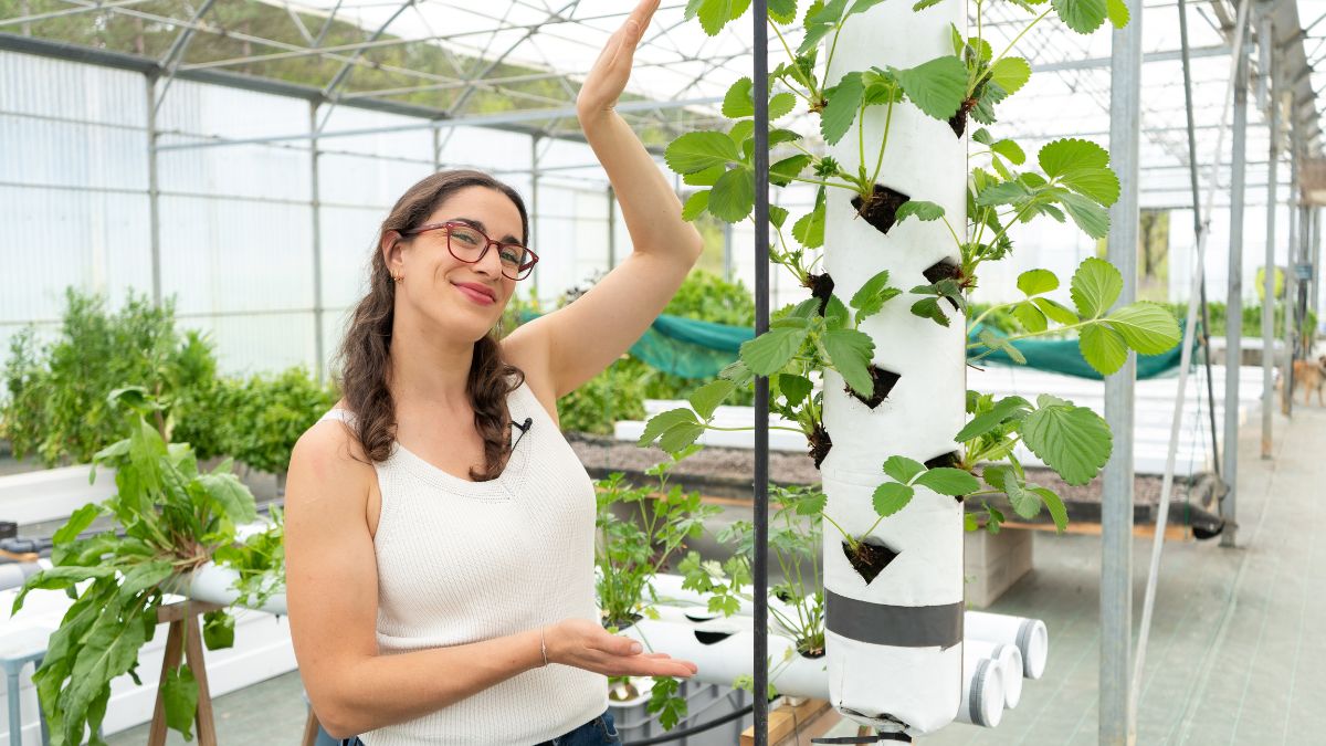 Fabriquer sa tour de fraise hydroponique