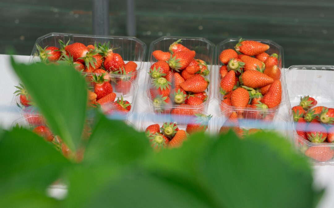 FAQ Formation Produire des Fraises #1