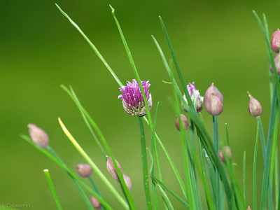 Fleurs de ciboulette ⒸLily Lord