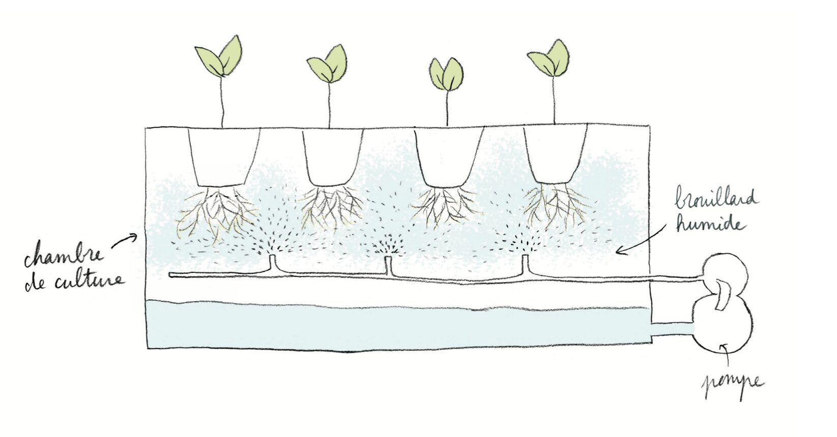 Schéma pour comprendre l'aéroponie