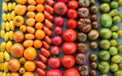 Cultiver des tomates en hydroponie : étapes et conseils