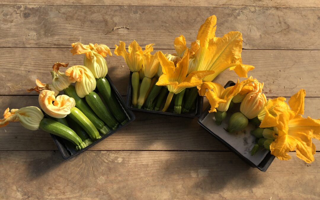 Courgettes : comment reconnaître les fleurs mâles et femelles