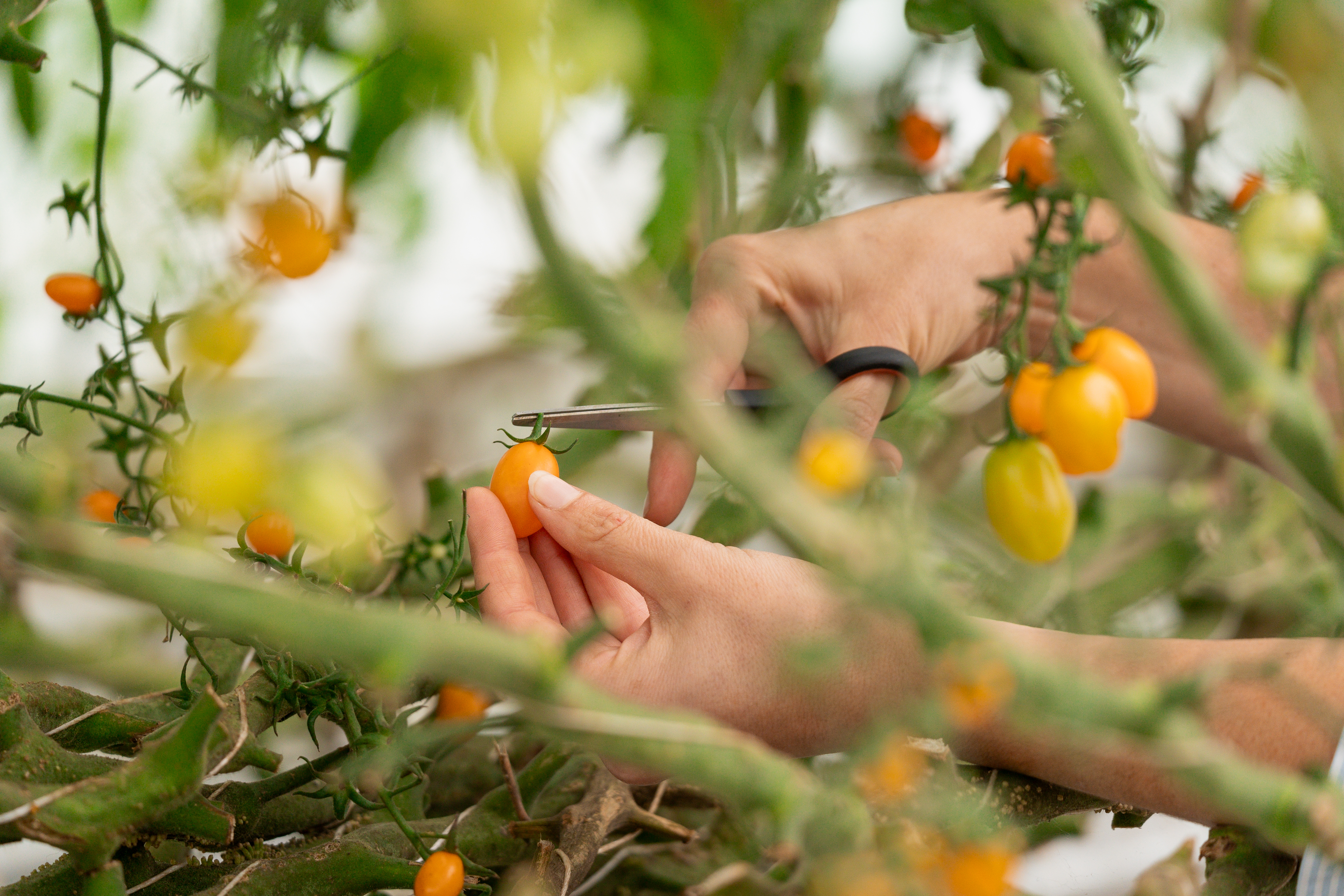 LesSourciers_Automne2024©OiseauBondissant-014 tomate en hydroponie orange banana