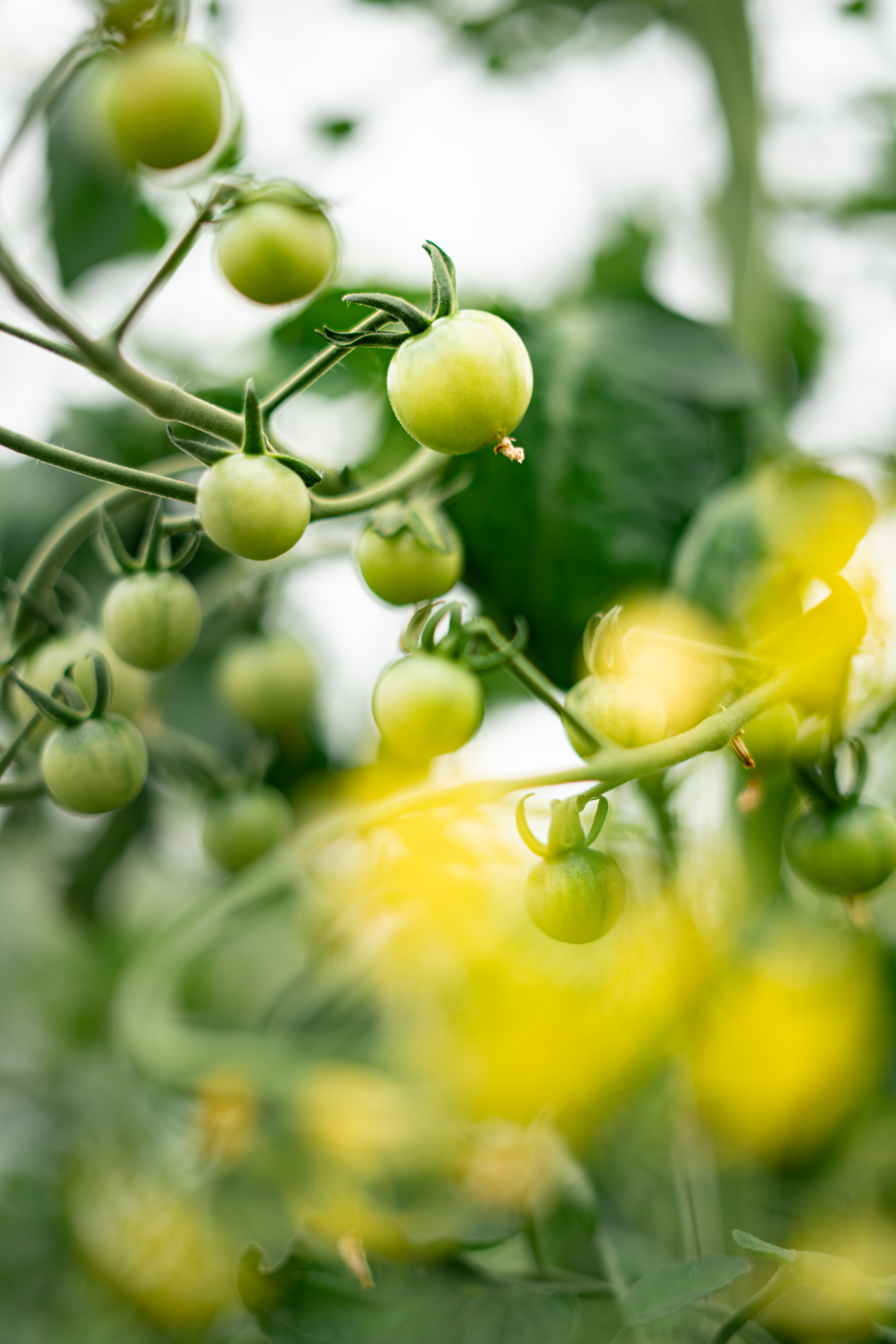 LesSourciers2023©OiseauBondissantOB_02327202328juin2023 La floraison des tomates