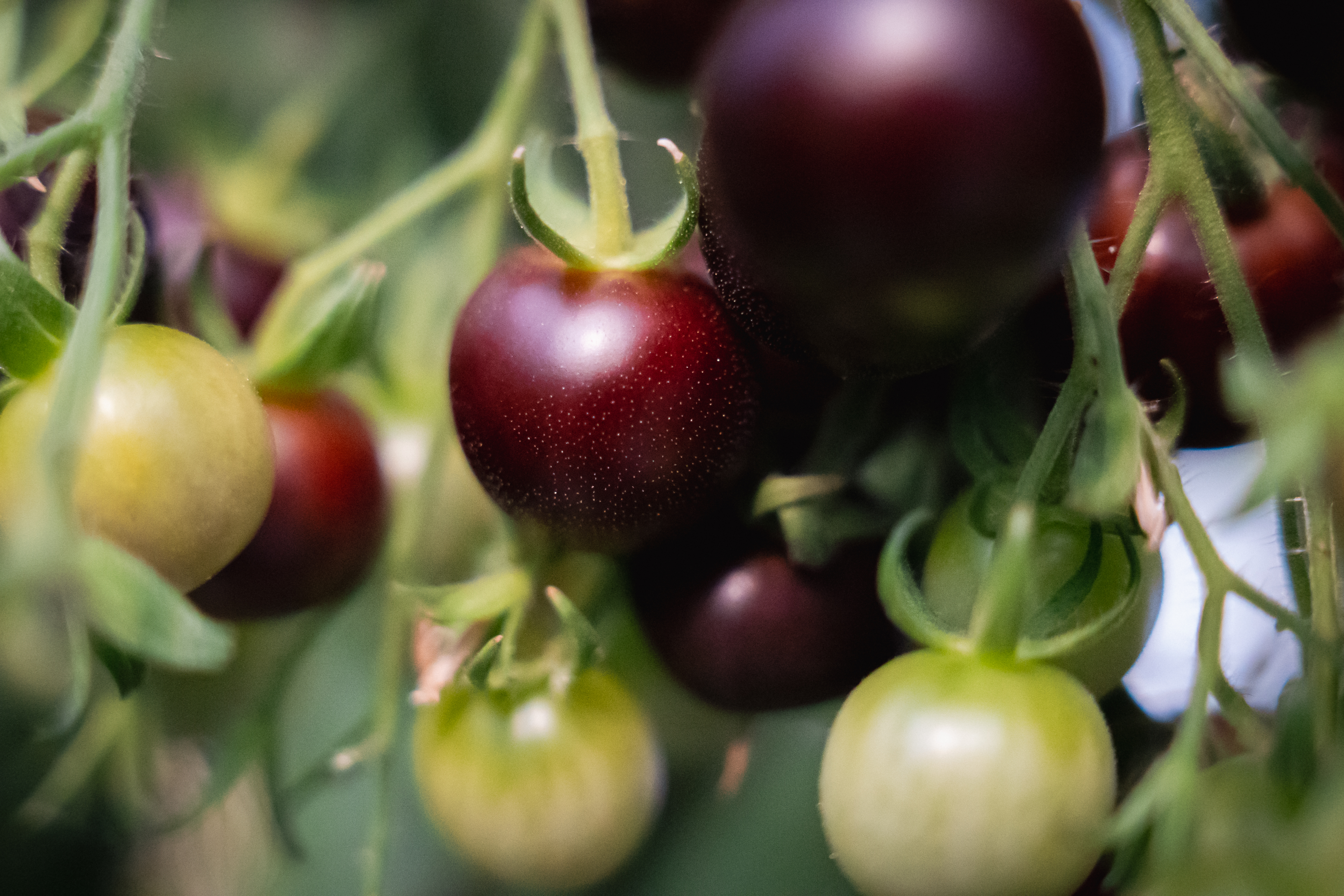 LesSourciersaout2025-copyrightOiseauBondissant-034 Tomate noire de crimée