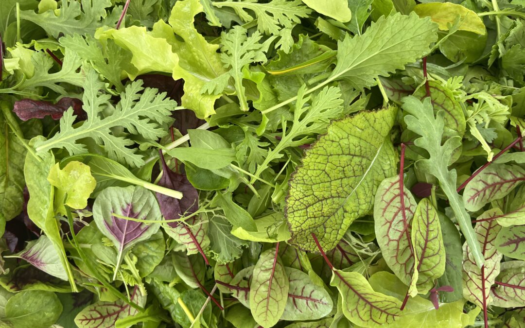 Comment cultiver un bon mesclun