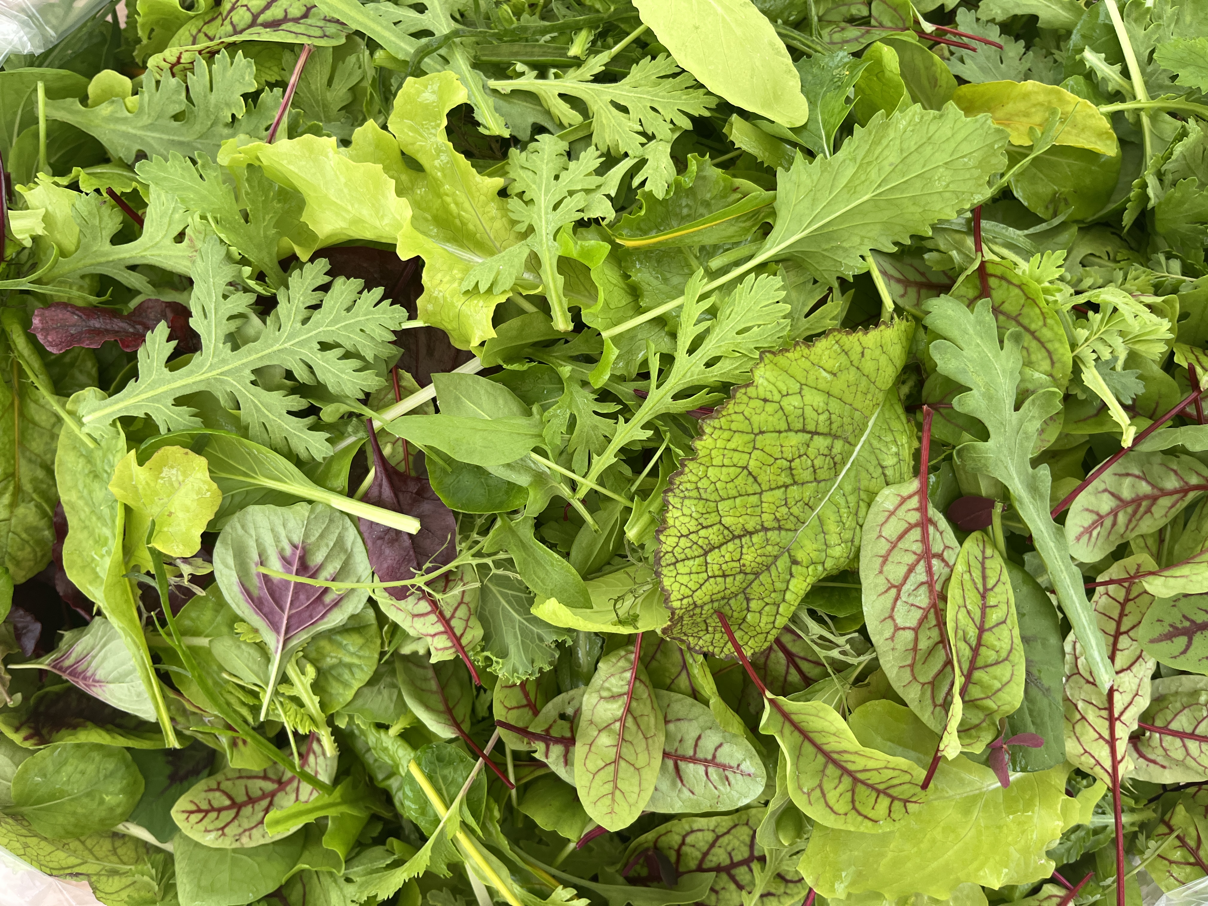 jeune pousse mesclun