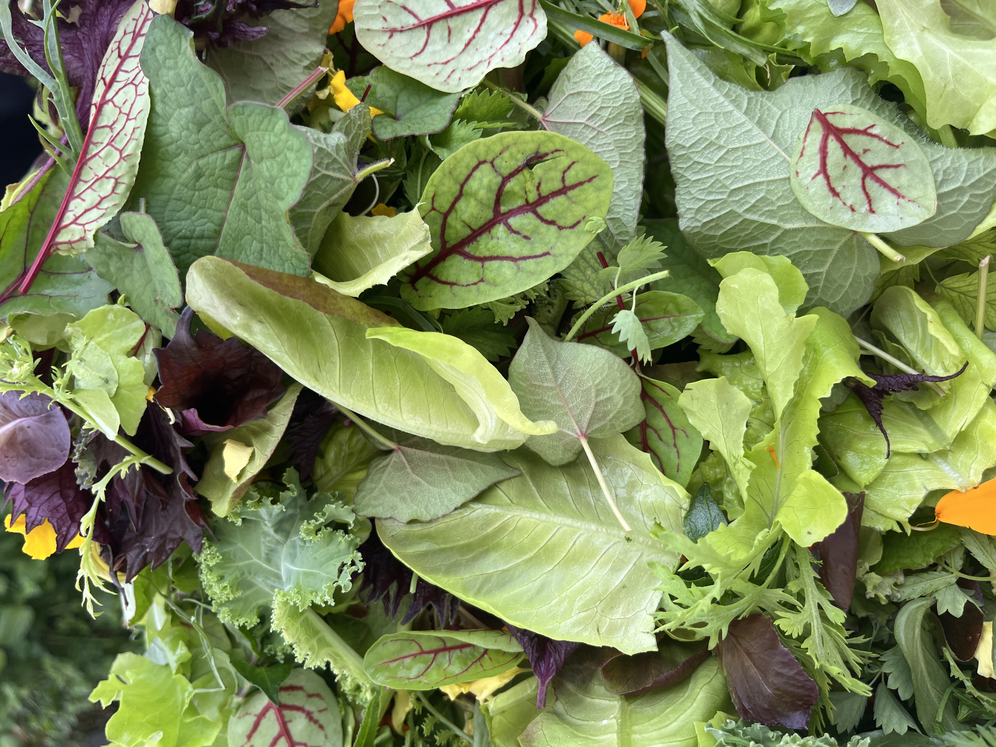 jeune pousse mesclun