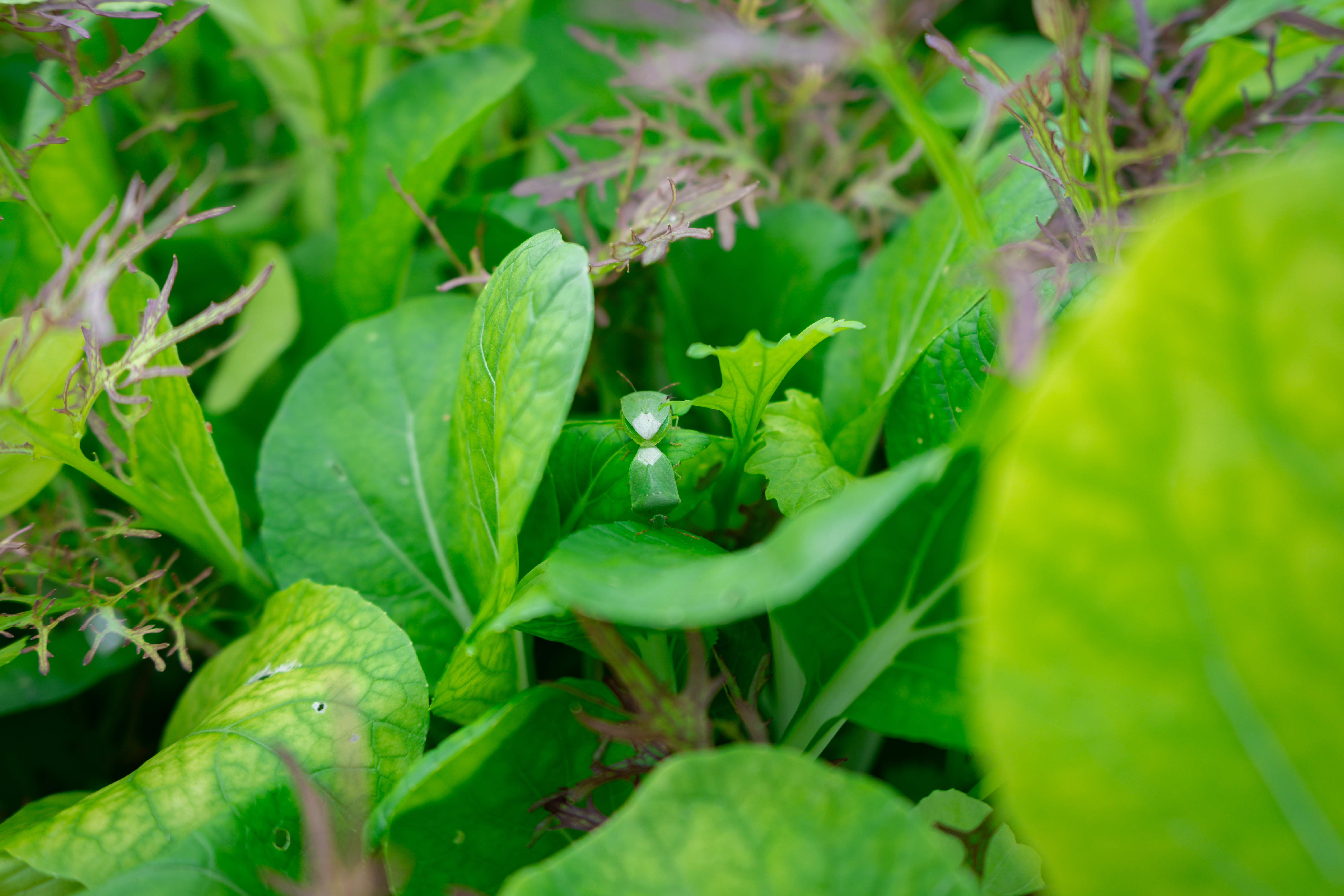 mesclun hydroponie