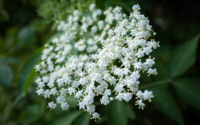 Limonade de sureau maison