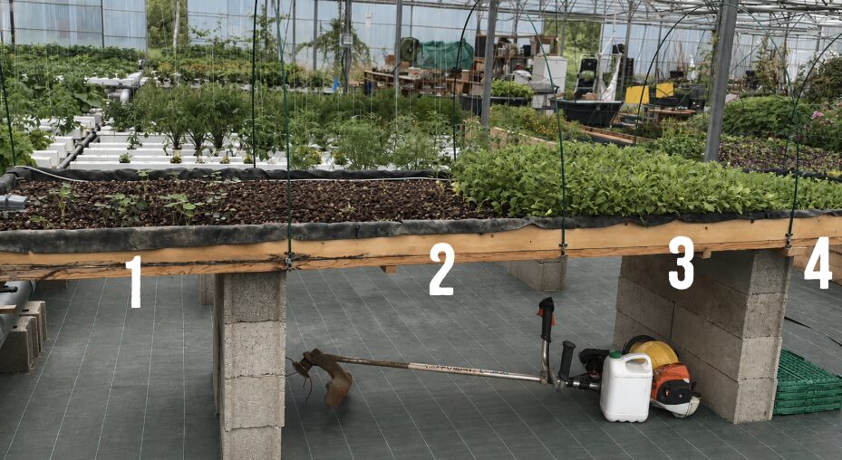 gravière à mesclun serre hydroponique