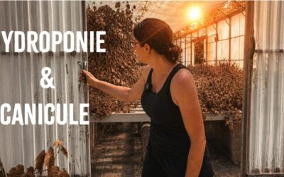 Canicule : l&rsquo;hydroponie résiste-t-elle vraiment à la chaleur ?