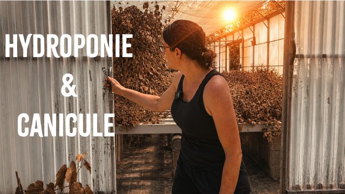 Canicule : l&rsquo;hydroponie résiste-t-elle vraiment à la chaleur ?