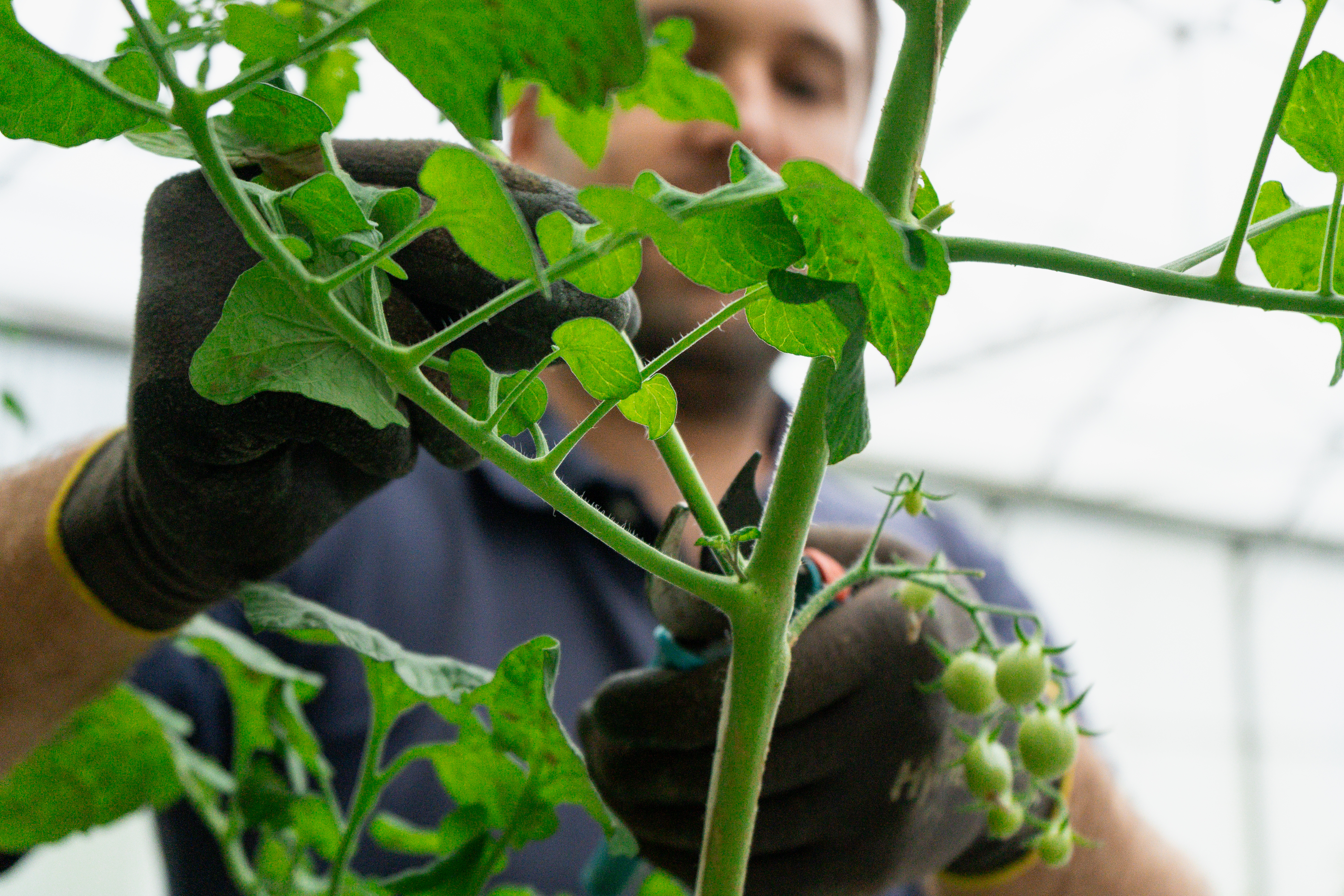 tige feuille tomate gourmand