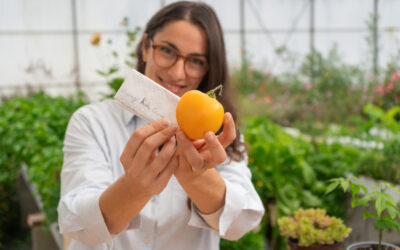 Récupérer et stocker ses graines de tomates